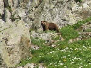 Медведь в горах фото